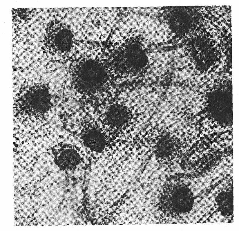 Rapid composting microbial inoculum of agricultural wastes and method for preparing organic fertilizer from the same