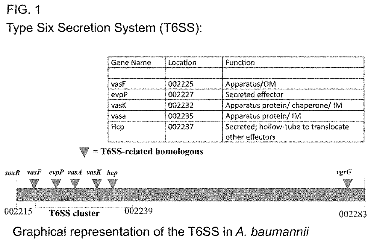 Monoclonal antibodies for treatment of microbial infections