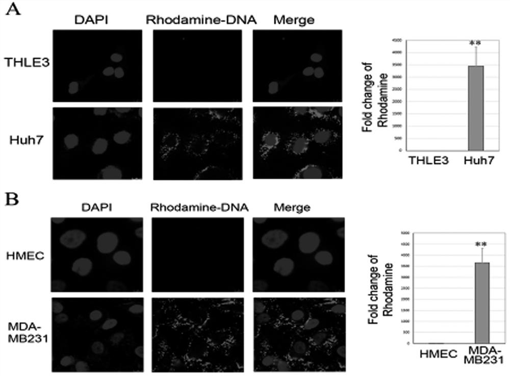 A kind of medicine for treating cancer, its synthesis method and application