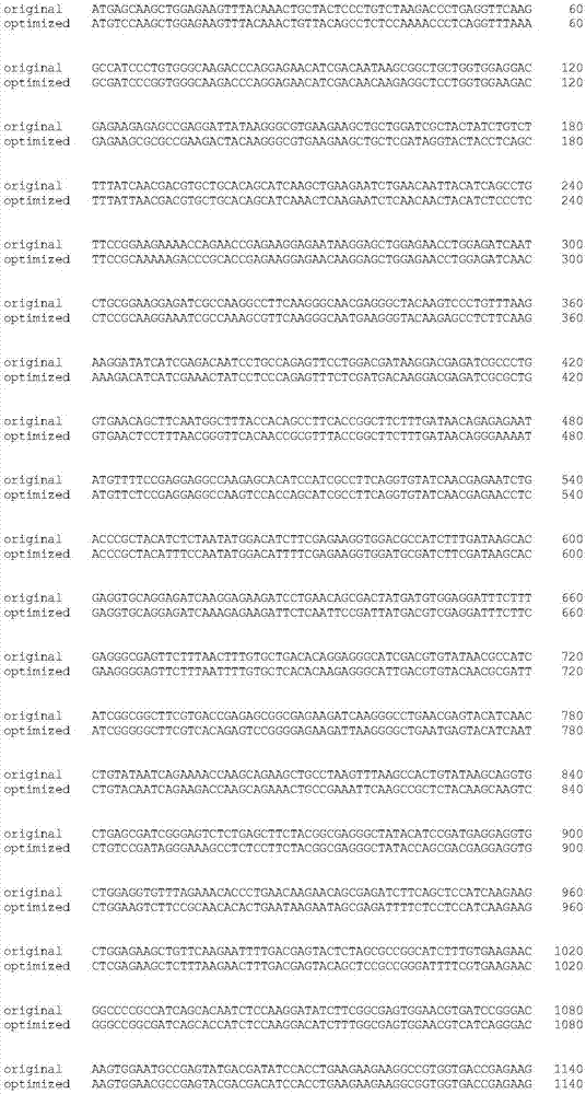 PL-LbCpf1-RVR gene for recognizing specific sites in rice gene targeting and application thereof