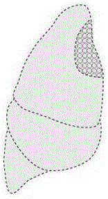 Method for making living tissues and organs