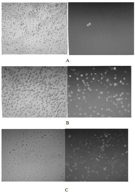 Isolation and culture method of mouse renal clear cell carcinoma circulating tumor cell line and human-derived clear cell renal carcinoma circulating tumor cell