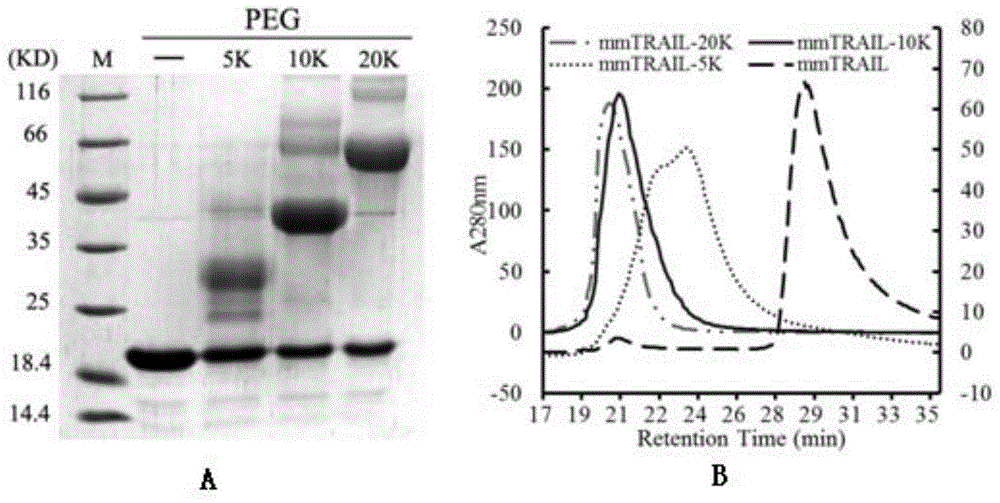 Recombinant TRAIL protein and preparation method and application thereof