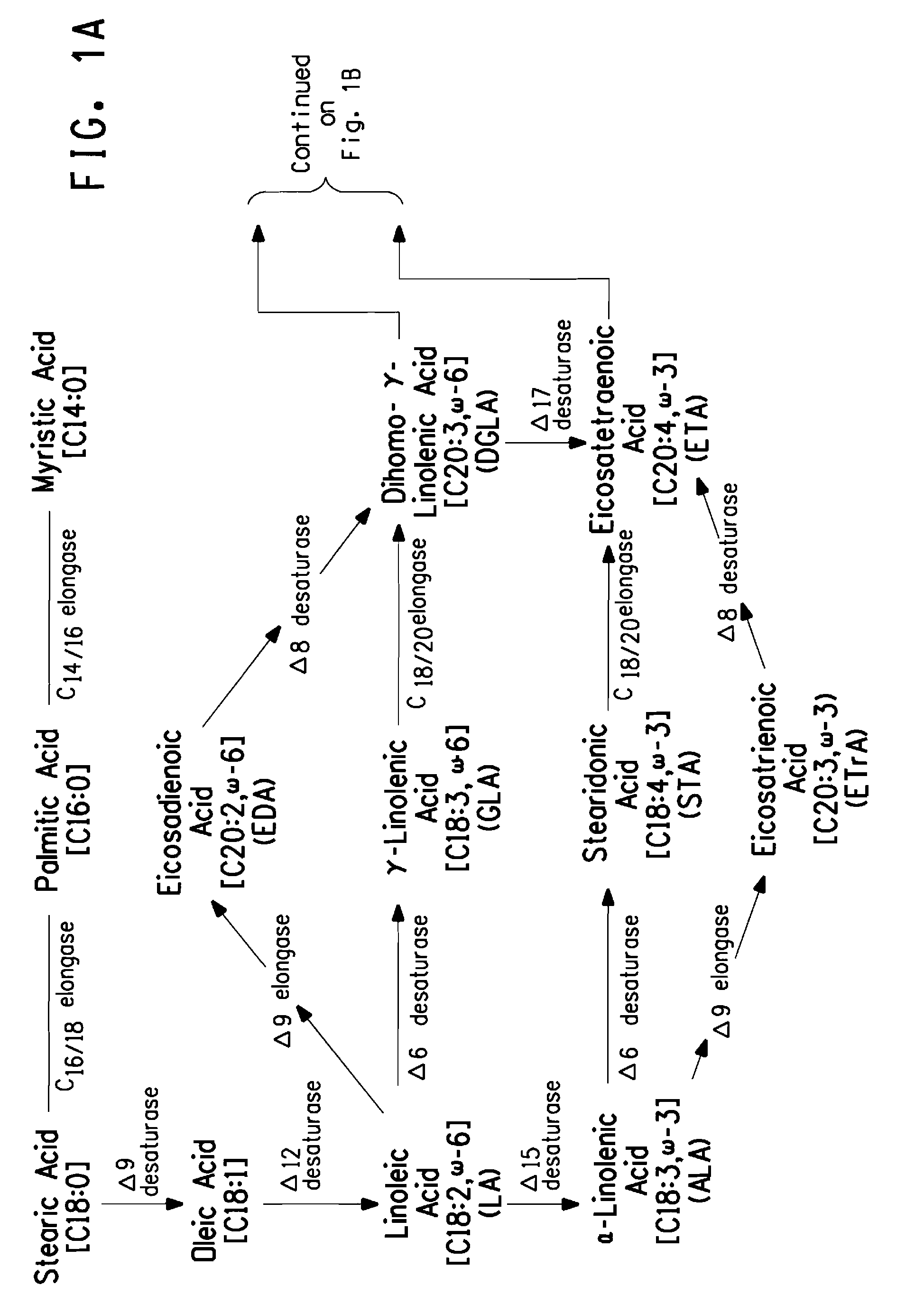 Mutant delta-8 desaturase genes engineered by targeted mutagensis and their use in making polyunsaturated fatty acids