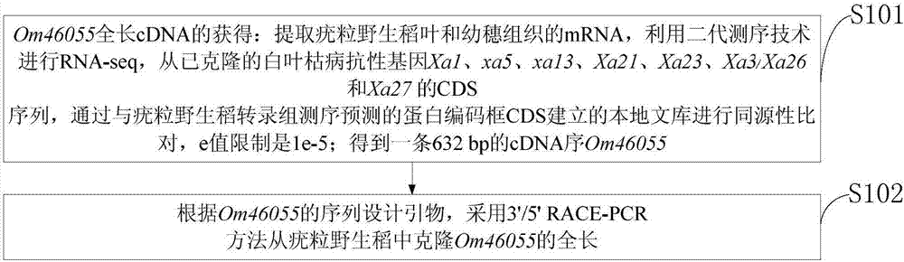 Resistant protein and coding gene of bacterial blight