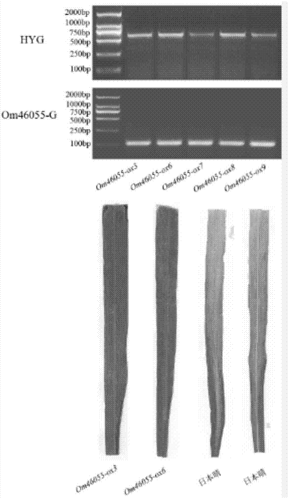 Resistant protein and coding gene of bacterial blight