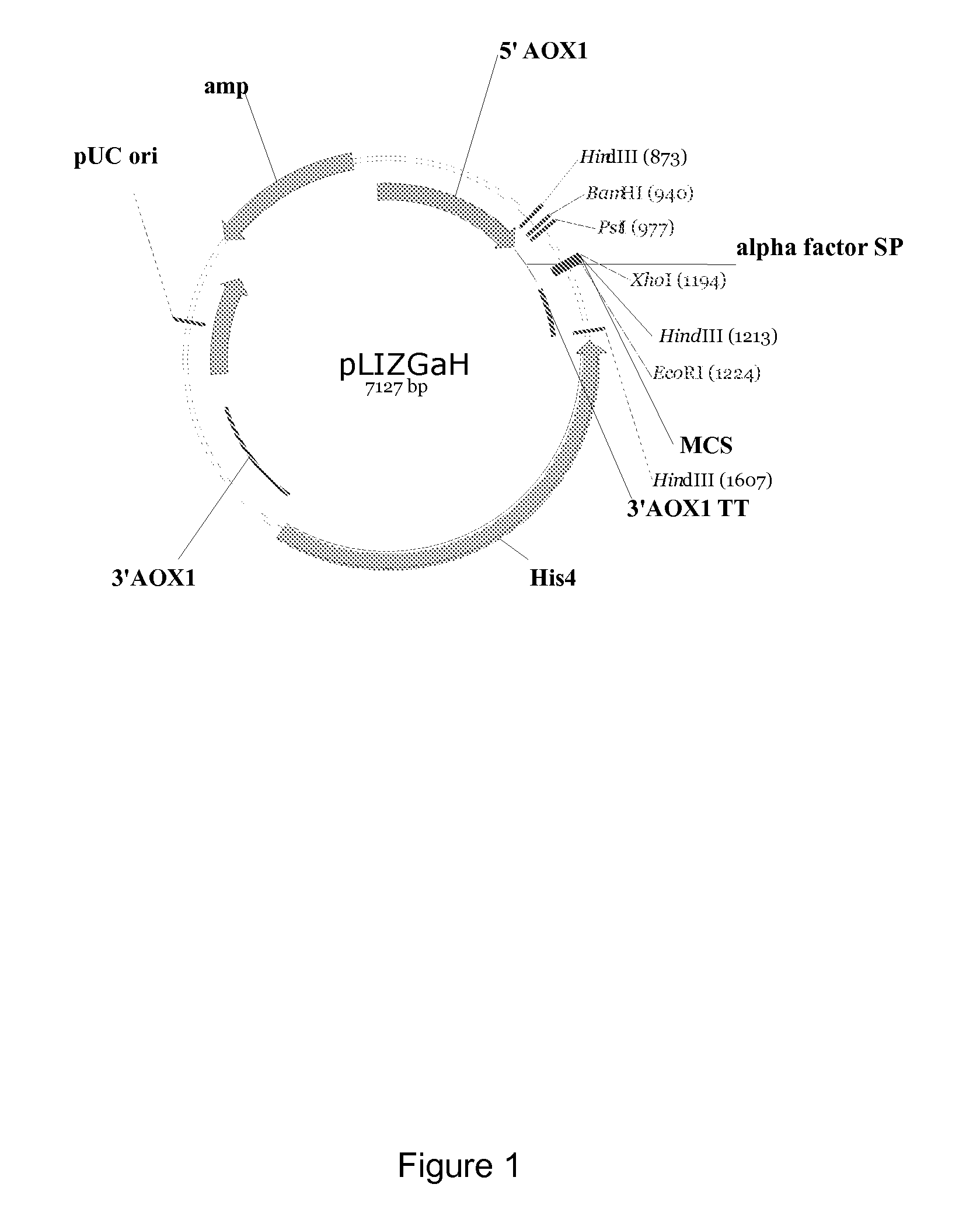 Polypeptides having alpha-amylase activity and polynucleotides encoding same