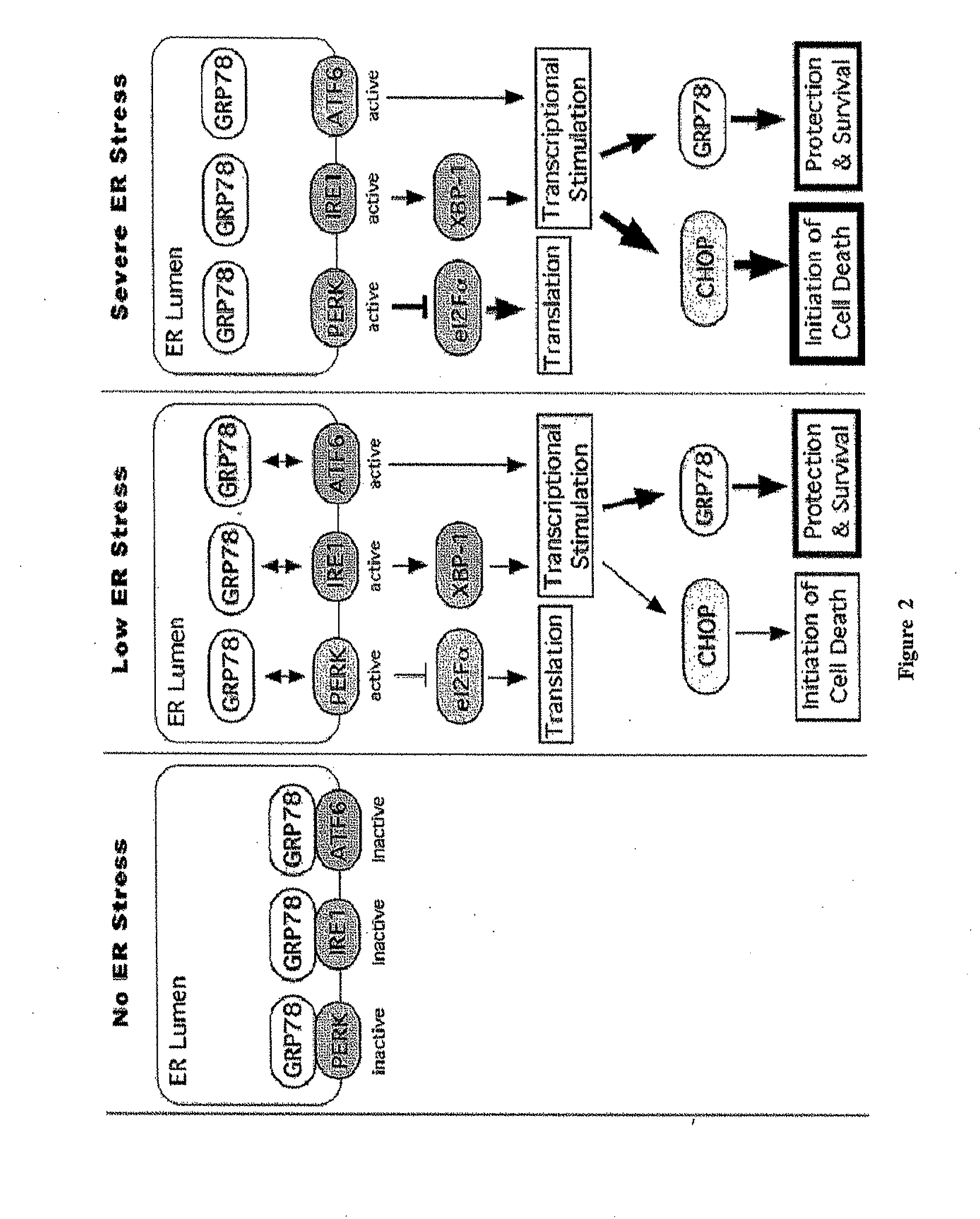 Methods and compositions for inducing apoptosis by stimulating er stress