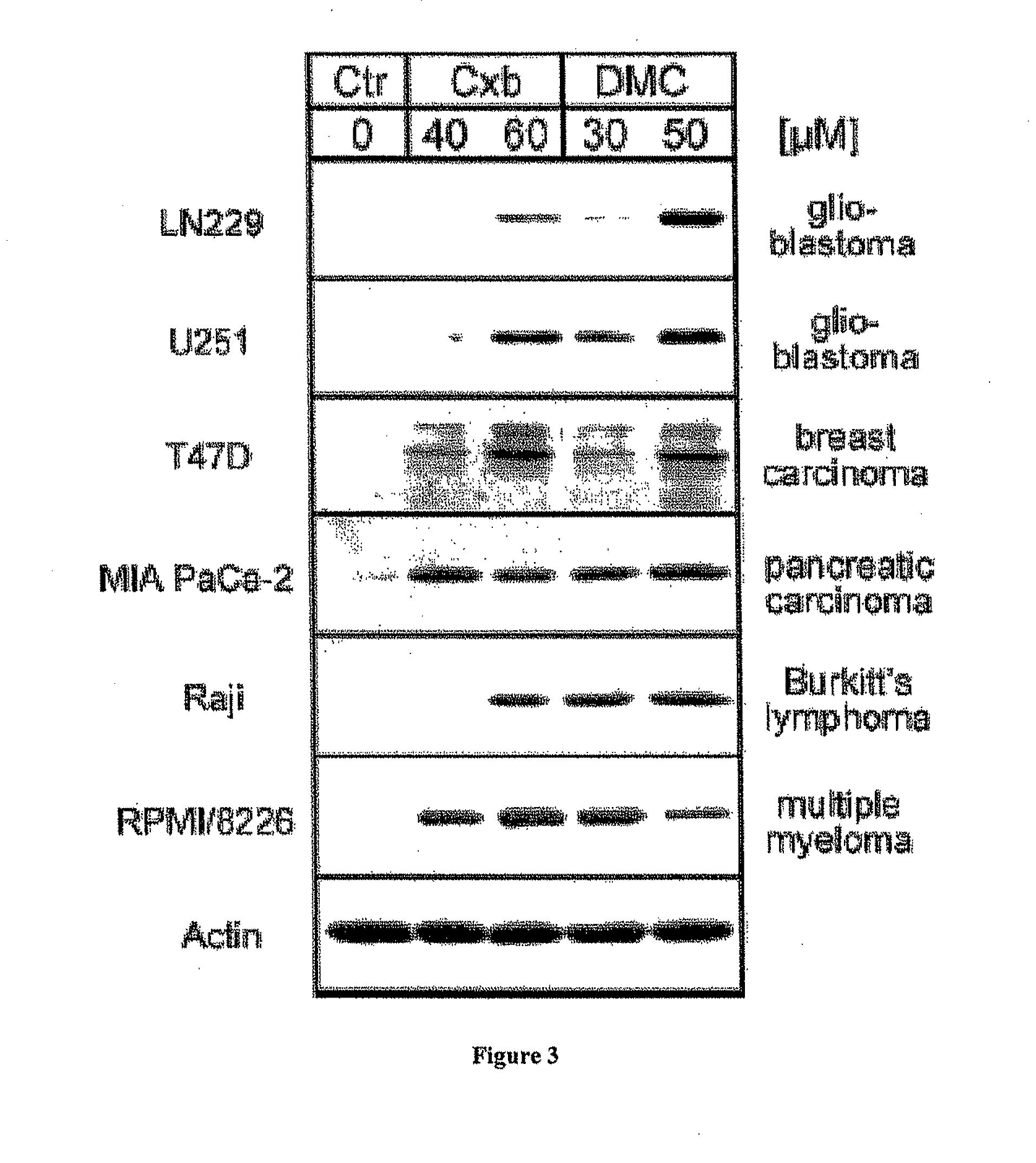 Methods and compositions for inducing apoptosis by stimulating er stress