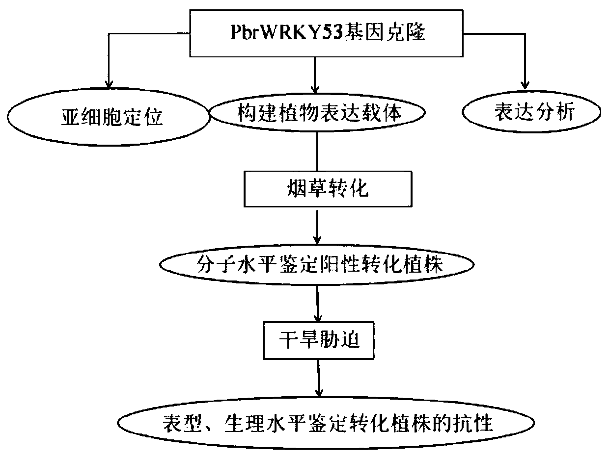 Pear drought-inducible transcription factor pbrwrky53 and its application in improving plant drought resistance