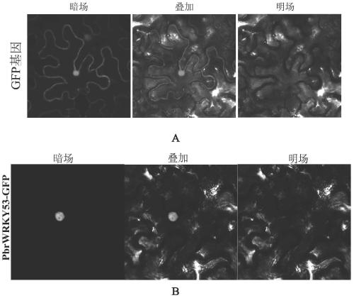 Pear drought-inducible transcription factor pbrwrky53 and its application in improving plant drought resistance