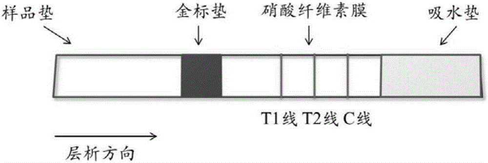 Bigeminal colloidal gold test strip for detecting toxoplasma gondii and neospora caninum antibodies