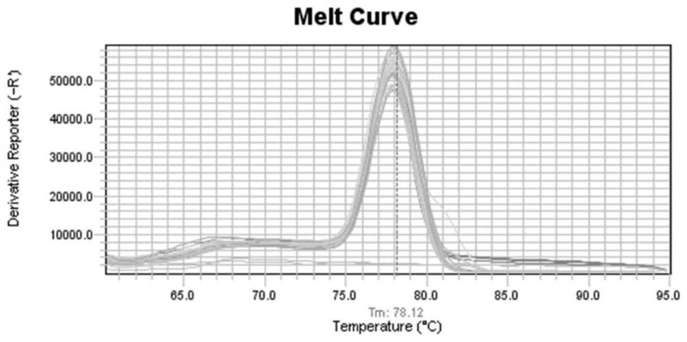 Dual fluorescent quantitative PCR primer and kit for Escherichia coli disease and Lyme disease