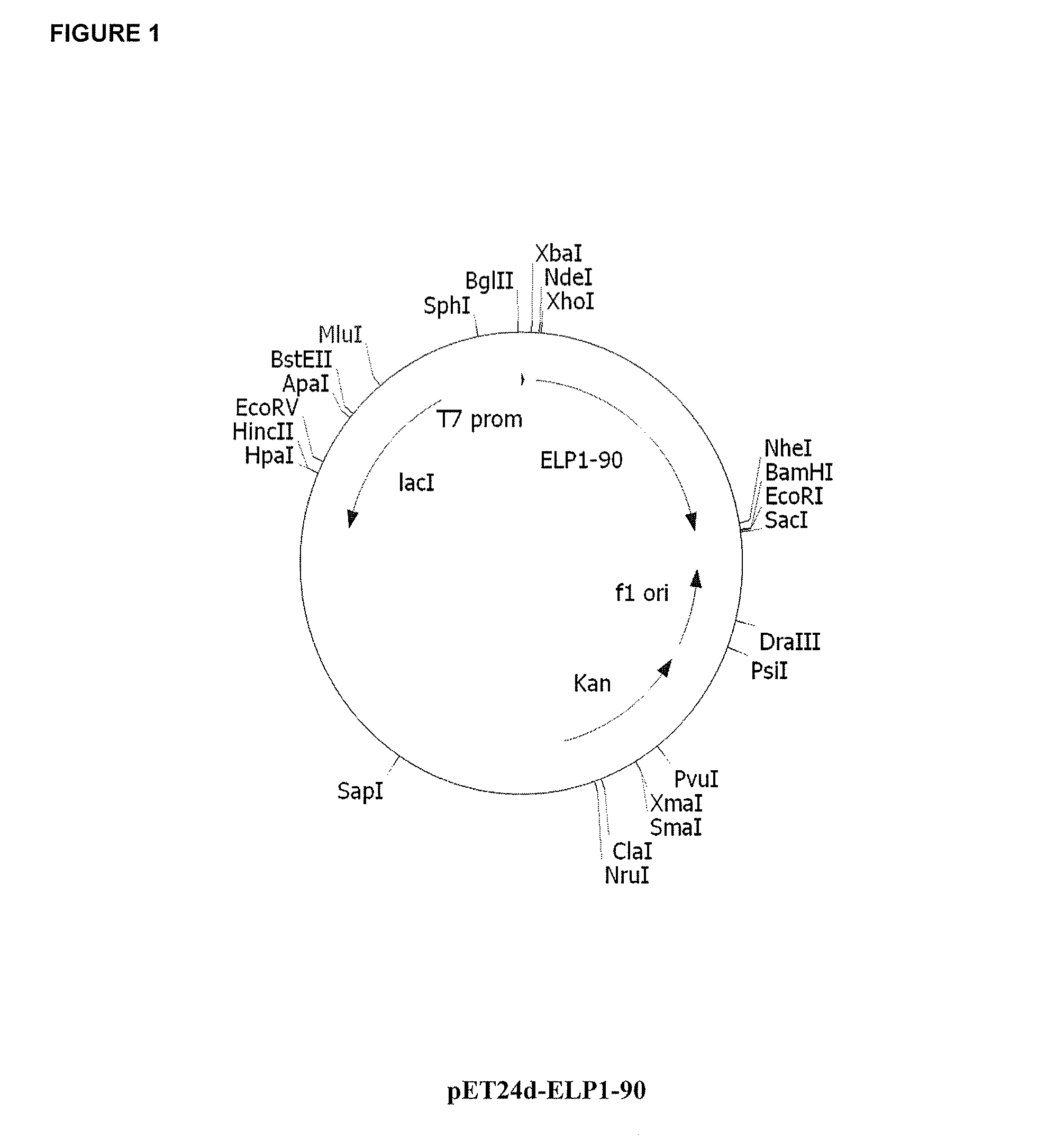 Therapeutic agents comprising a GLP-1 receptor agonist and elastin-like peptide