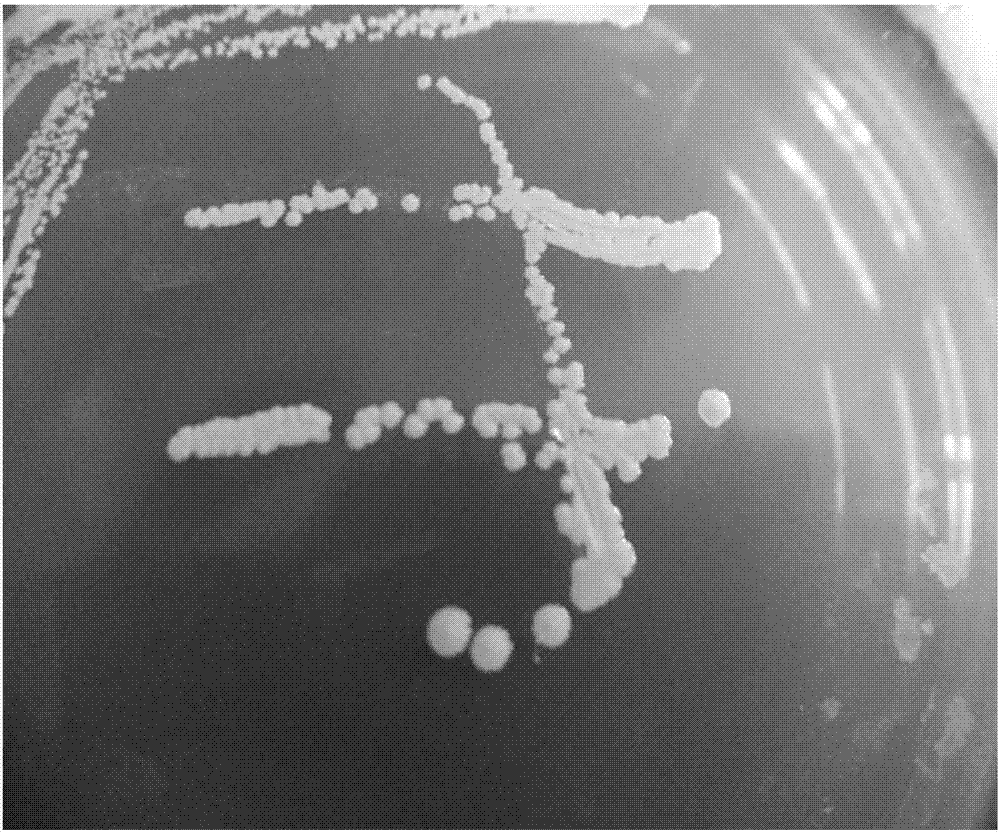 Saccharomyces cerevisiae GA8 and application thereof