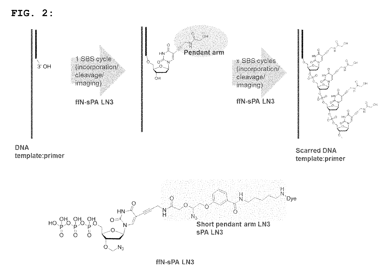 Short pendant arm linkers for nucleotides in sequencing applications