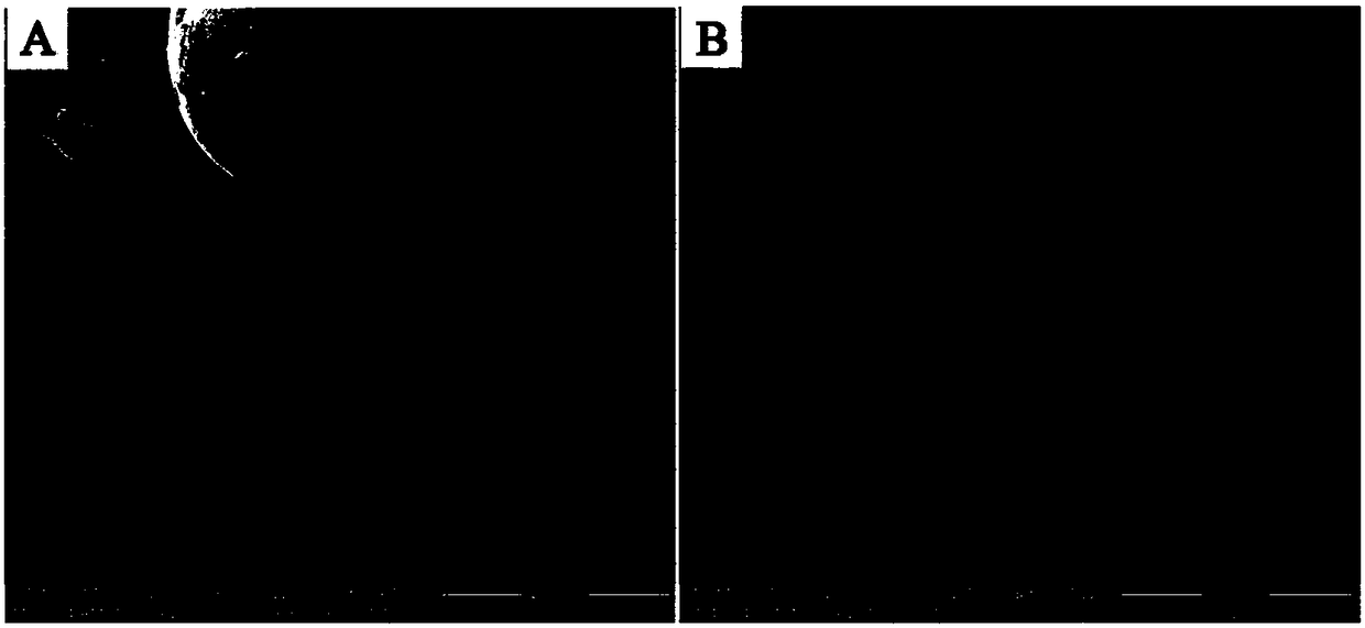 Novel carbon fiber microelectrode and preparation method thereof