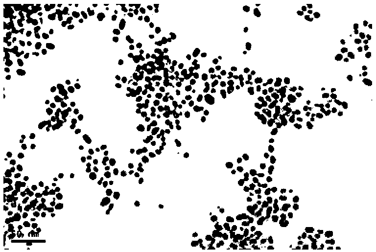 Rapid melamine determination method using bare gold nanoparticles as developing probe