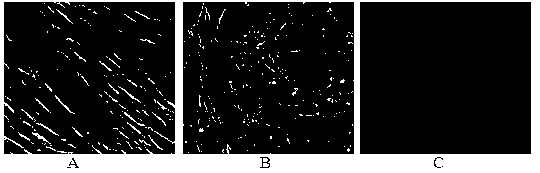 HCMV pp65 prokaryotically-expressed recombinant strain and construction method thereof