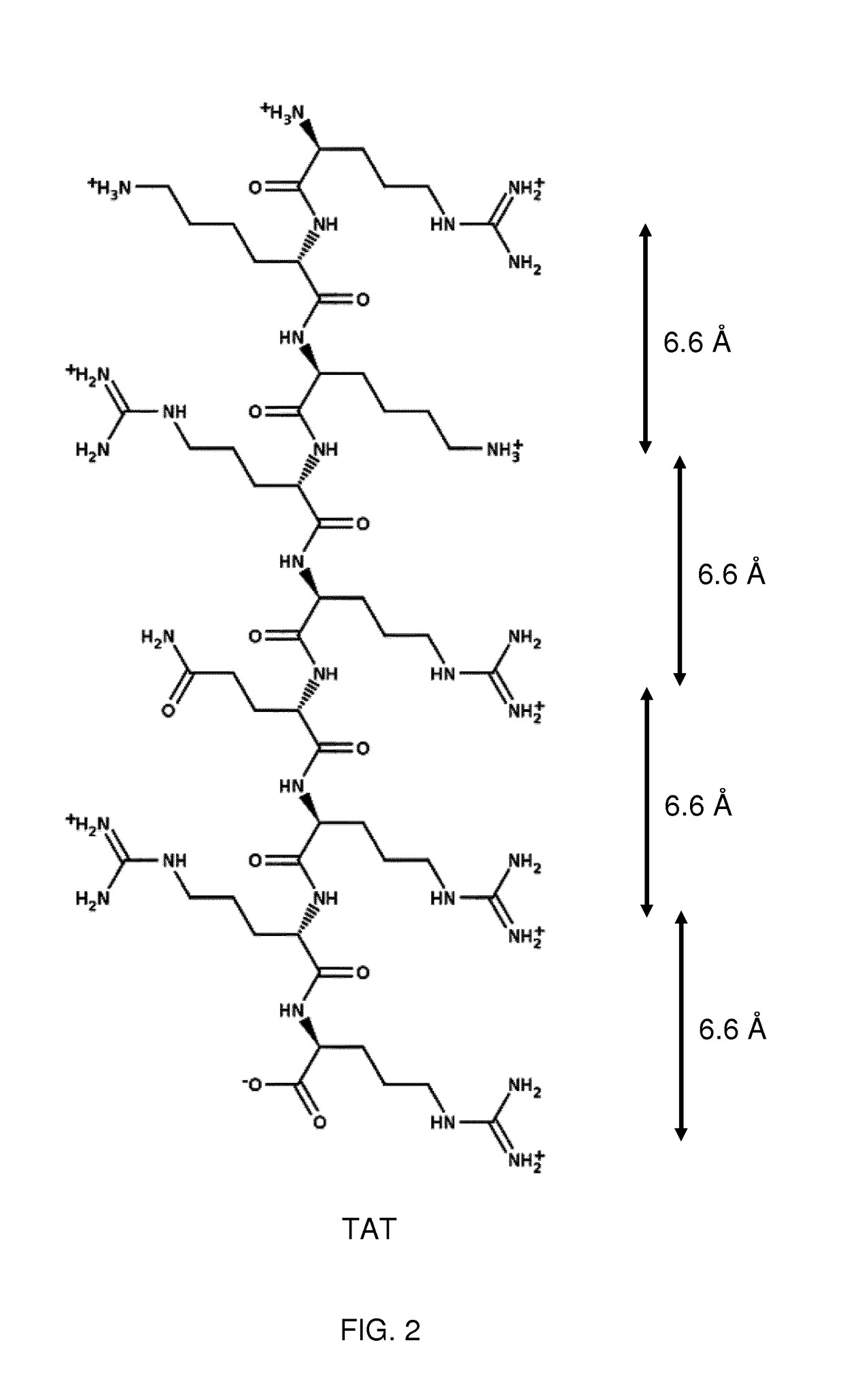 Keratan sulfate specific transporter molecules