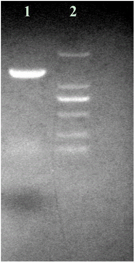 High activity cellobiase, coding gene and applications thereof