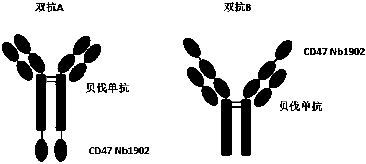 Anti-CD47/VEGF bispecific antibody and application thereof