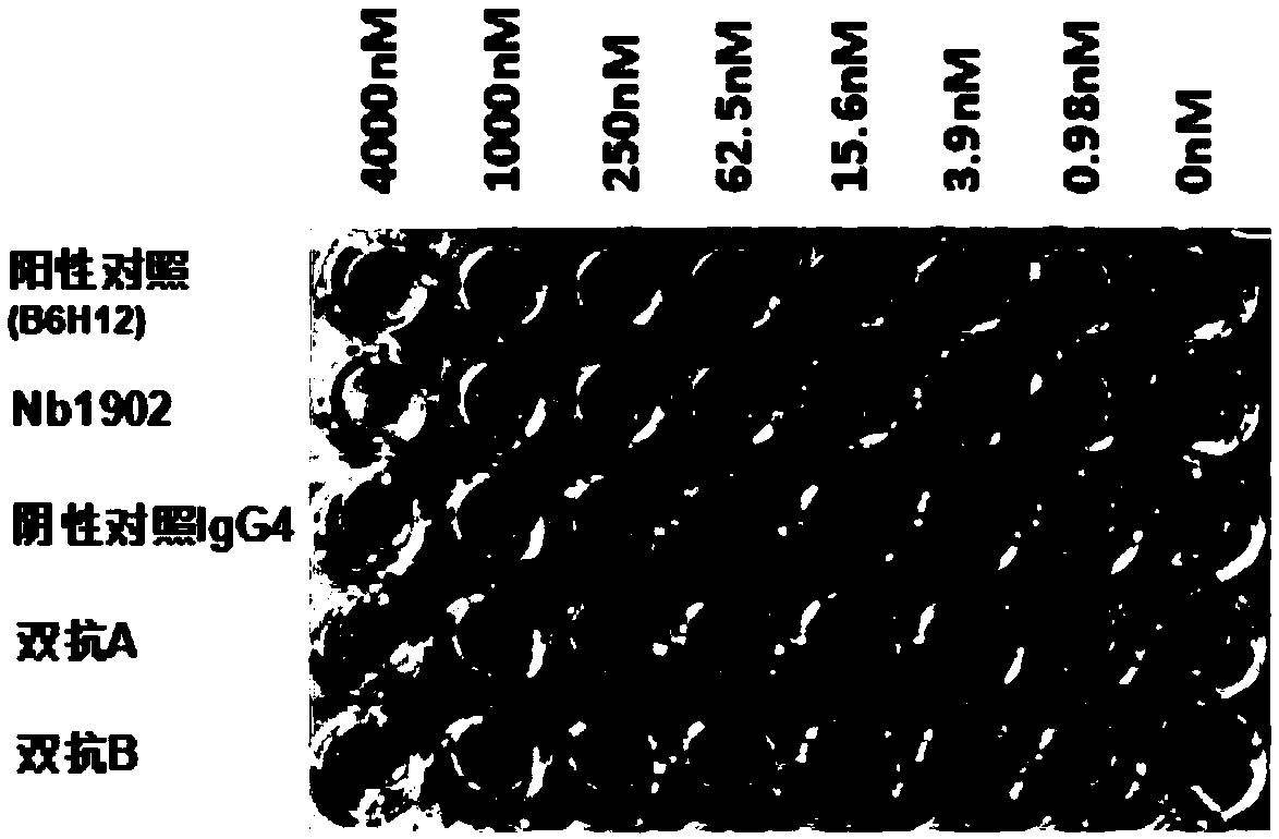 Anti-CD47/VEGF bispecific antibody and application thereof