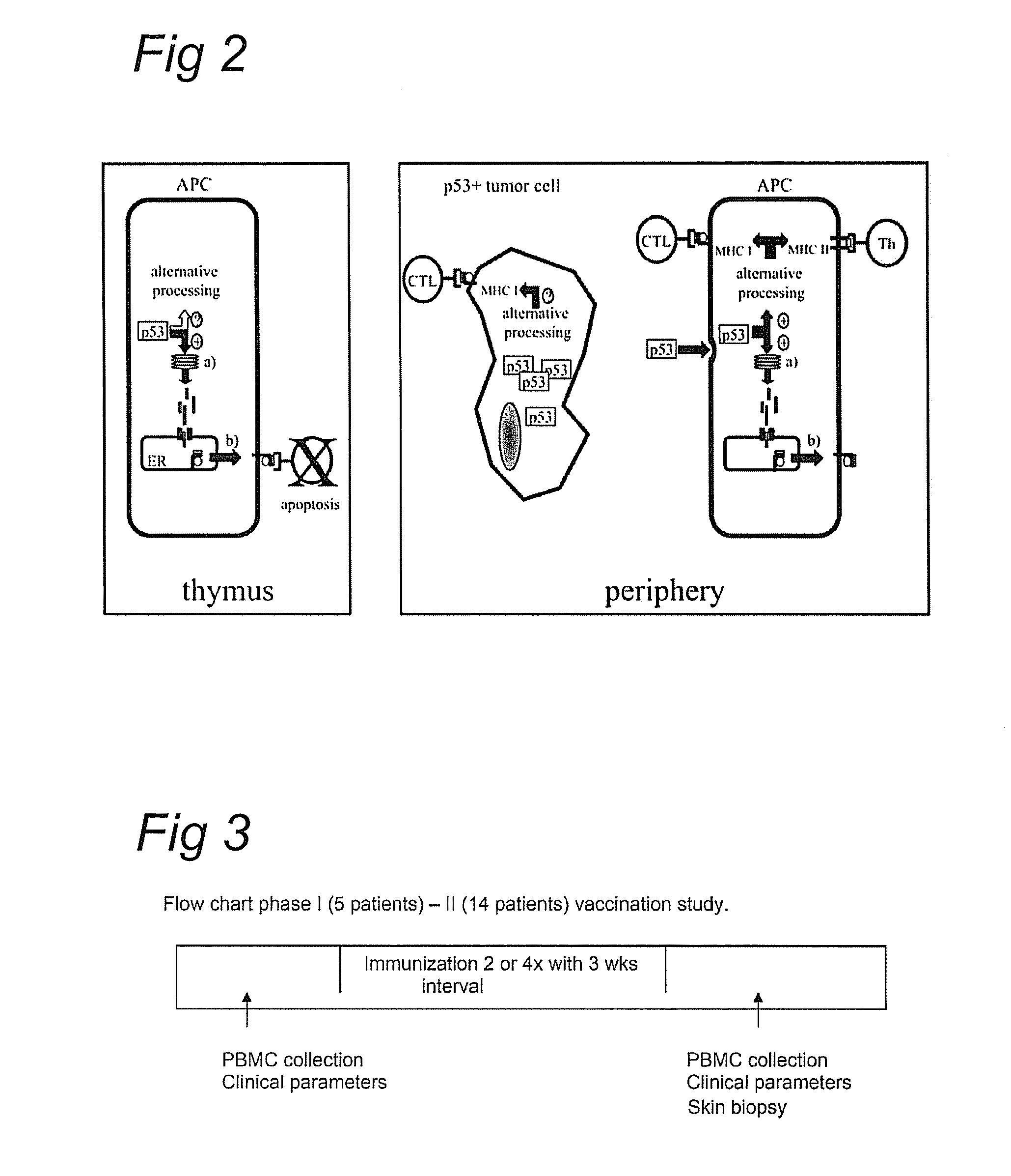 P53 peptide vaccine