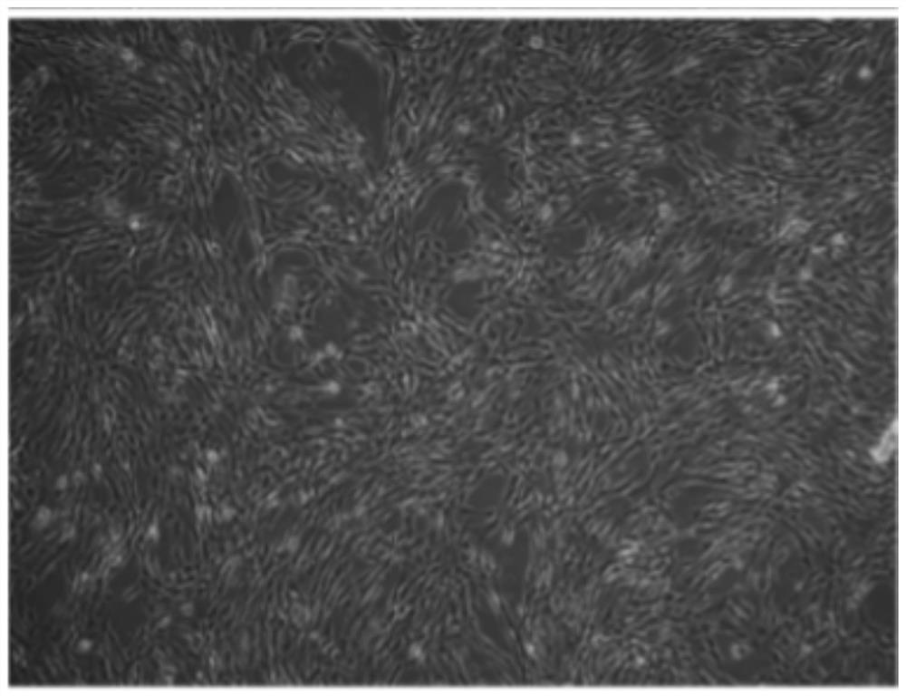 Cell freezing medium as well as preparation method and application thereof