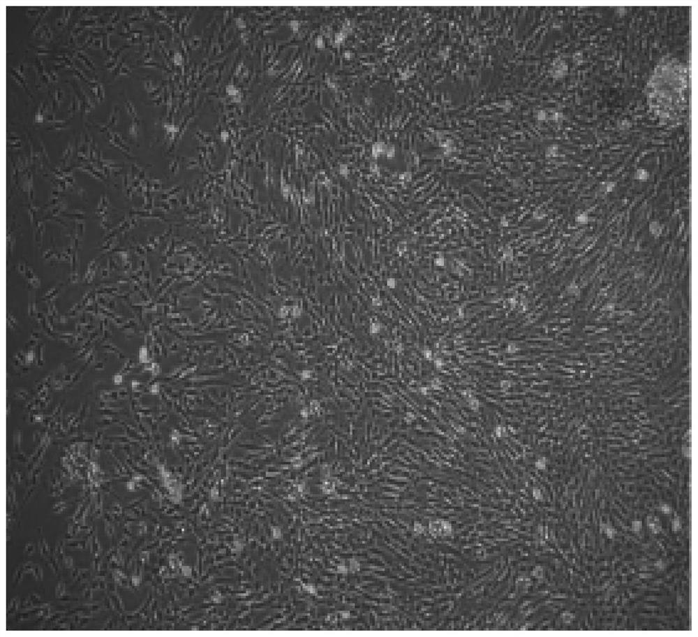 Cell freezing medium as well as preparation method and application thereof