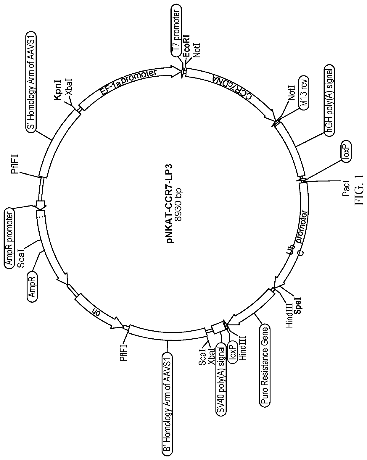 Chemokine responsive activated natural killer cells with secondary homing activation for verified targets