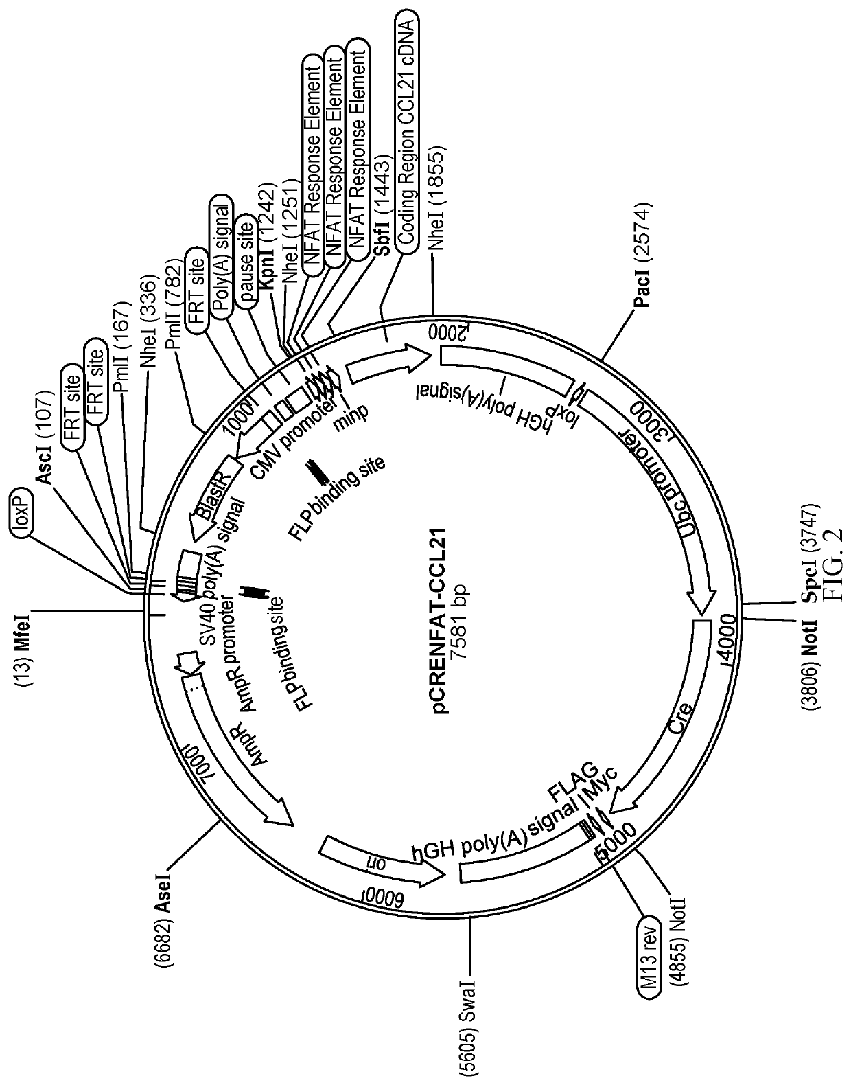 Chemokine responsive activated natural killer cells with secondary homing activation for verified targets