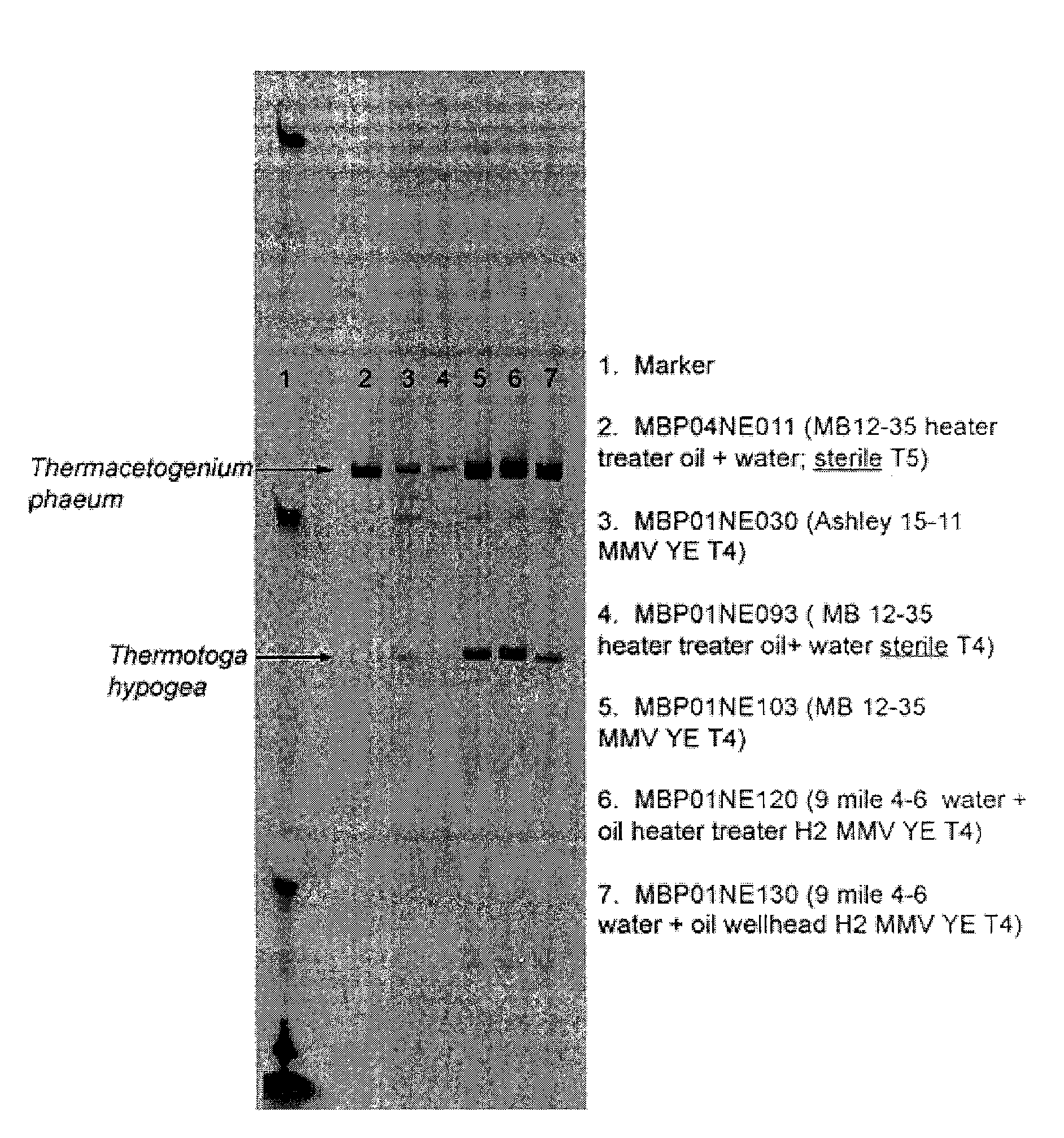 Thermacetogenium phaeum consortium for the production of materials with enhanced hydrogen content