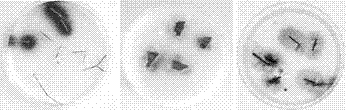 Effective method for rapidly and accurately screening lactase fungi