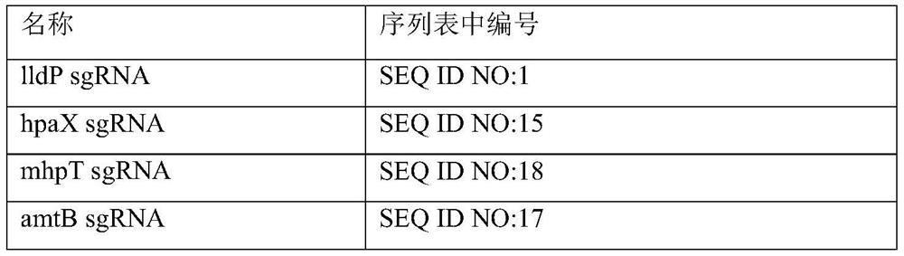 A kind of engineering bacterium and its application in producing l-tyrosine