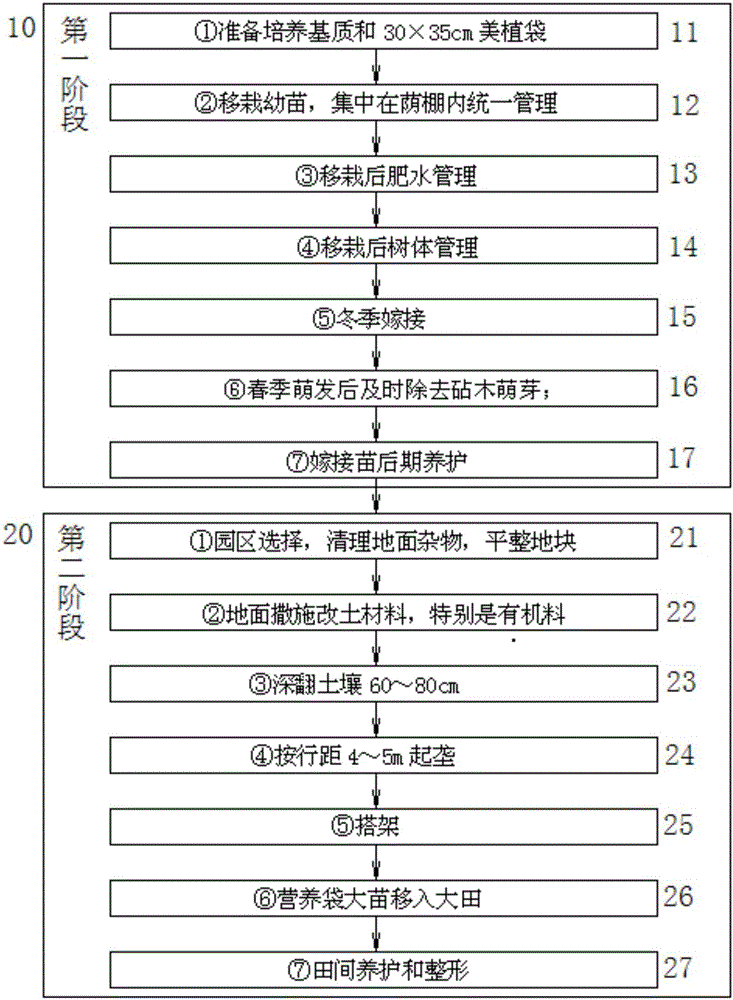 Two-stage cultivation method for building early-maturing fruit orchard