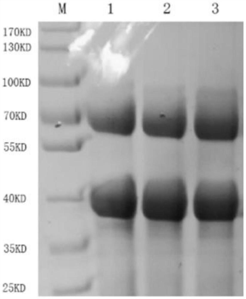 A large-scale extraction method of egg yolk antibody