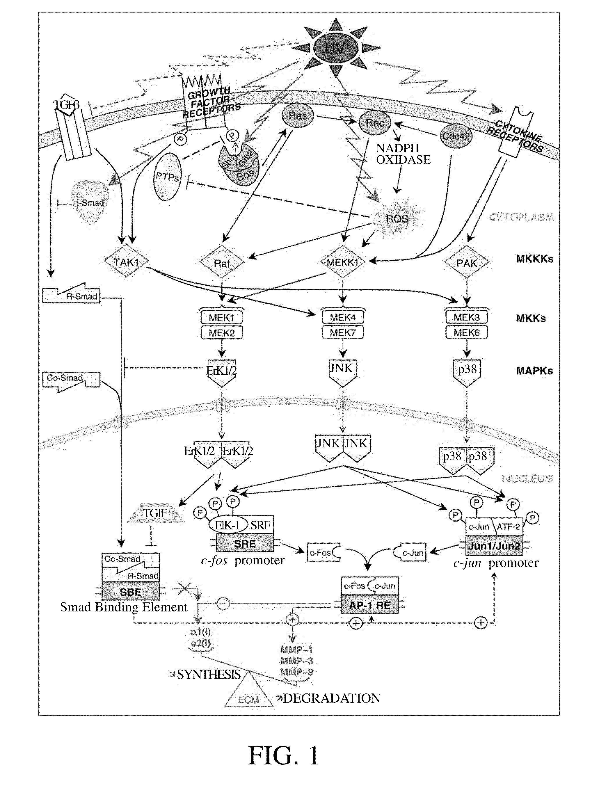 Method for inhibiting activity and/or expression of matrix metalloproteinase, inhibiting phosphorylation of mitogen-activated protein kinase, and/or promoting expression of collagen using terminalia catappa leaf extract