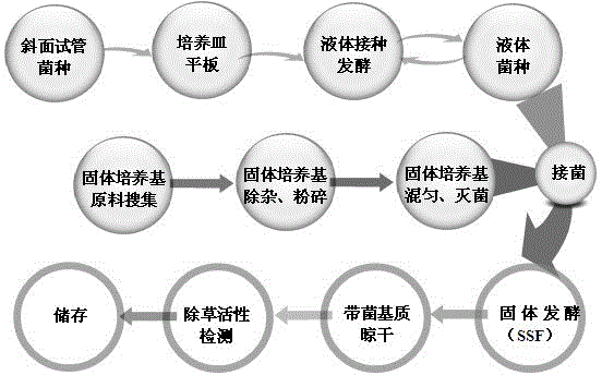 Sclerotium rolfsii solid fermentation culture medium and application thereof