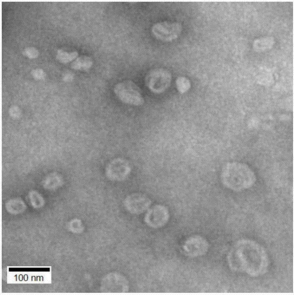 Chitosan-coating sweet-scented osmanthus phenylethanoid glycosides lipidosome and preparation method of chitosan-coating sweet-scented osmanthus phenylethanoid glycosides lipidosome