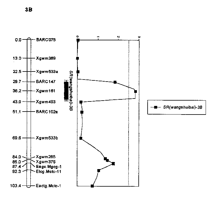 Molecular label closely linked with wheat gibberellin resistance main effect QTL and its application