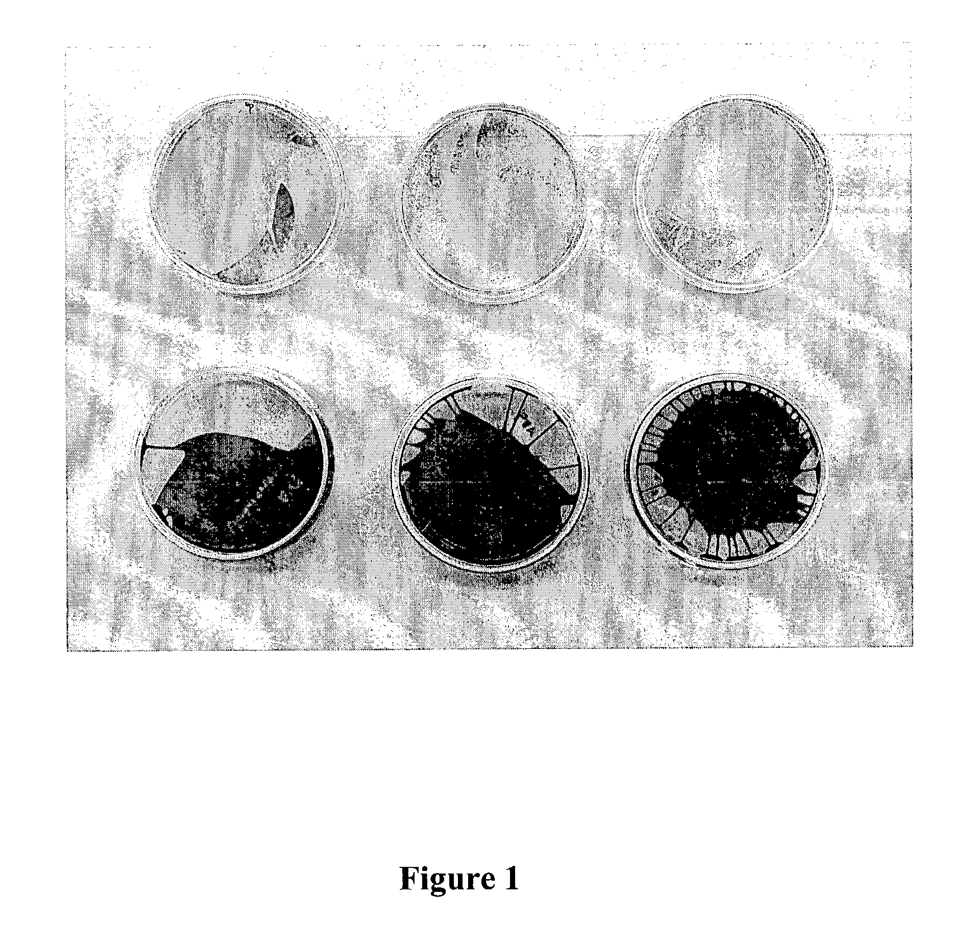 PVA-based polymer coating for cell culture