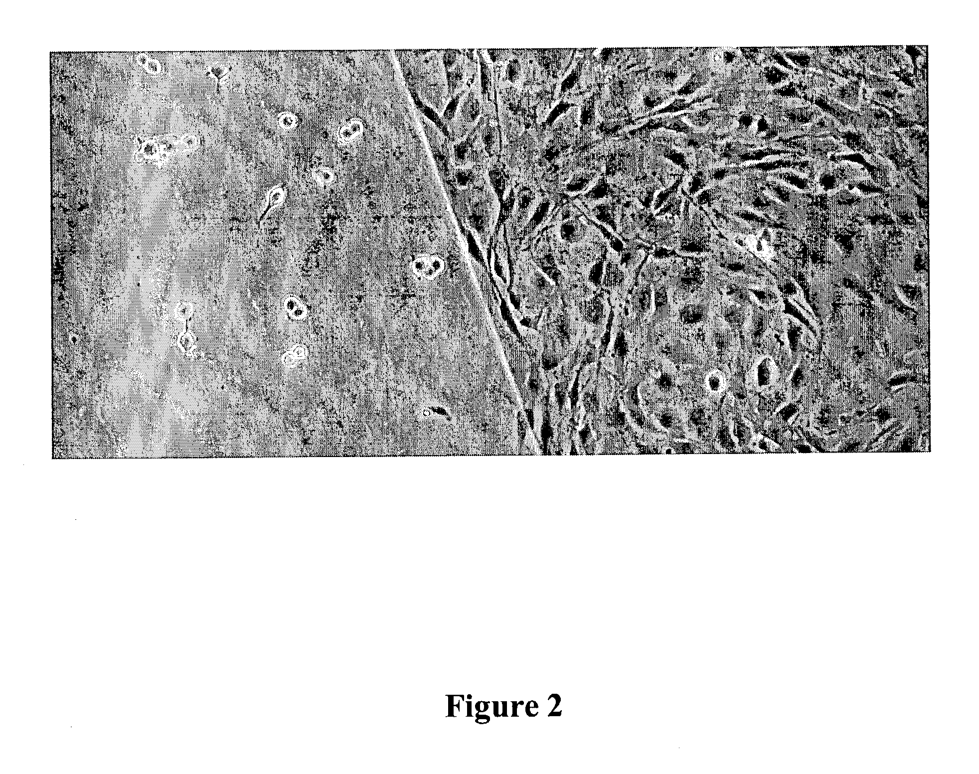 PVA-based polymer coating for cell culture