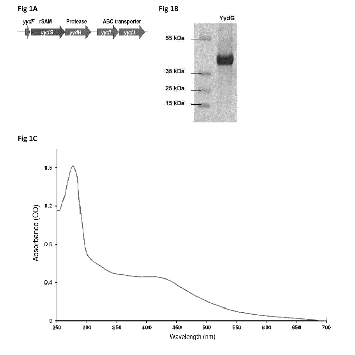 New peptides having antimicrobial activity and new enzyme capable of converting l-configured residue in d-configured amino acid in a peptide