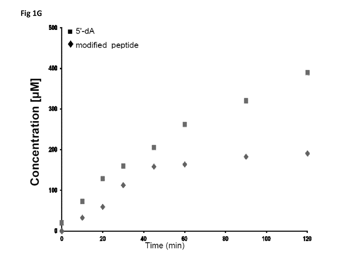 New peptides having antimicrobial activity and new enzyme capable of converting l-configured residue in d-configured amino acid in a peptide