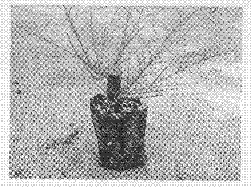 Inoculation method of cistanche tubulosa by using light medium-mesh bag container