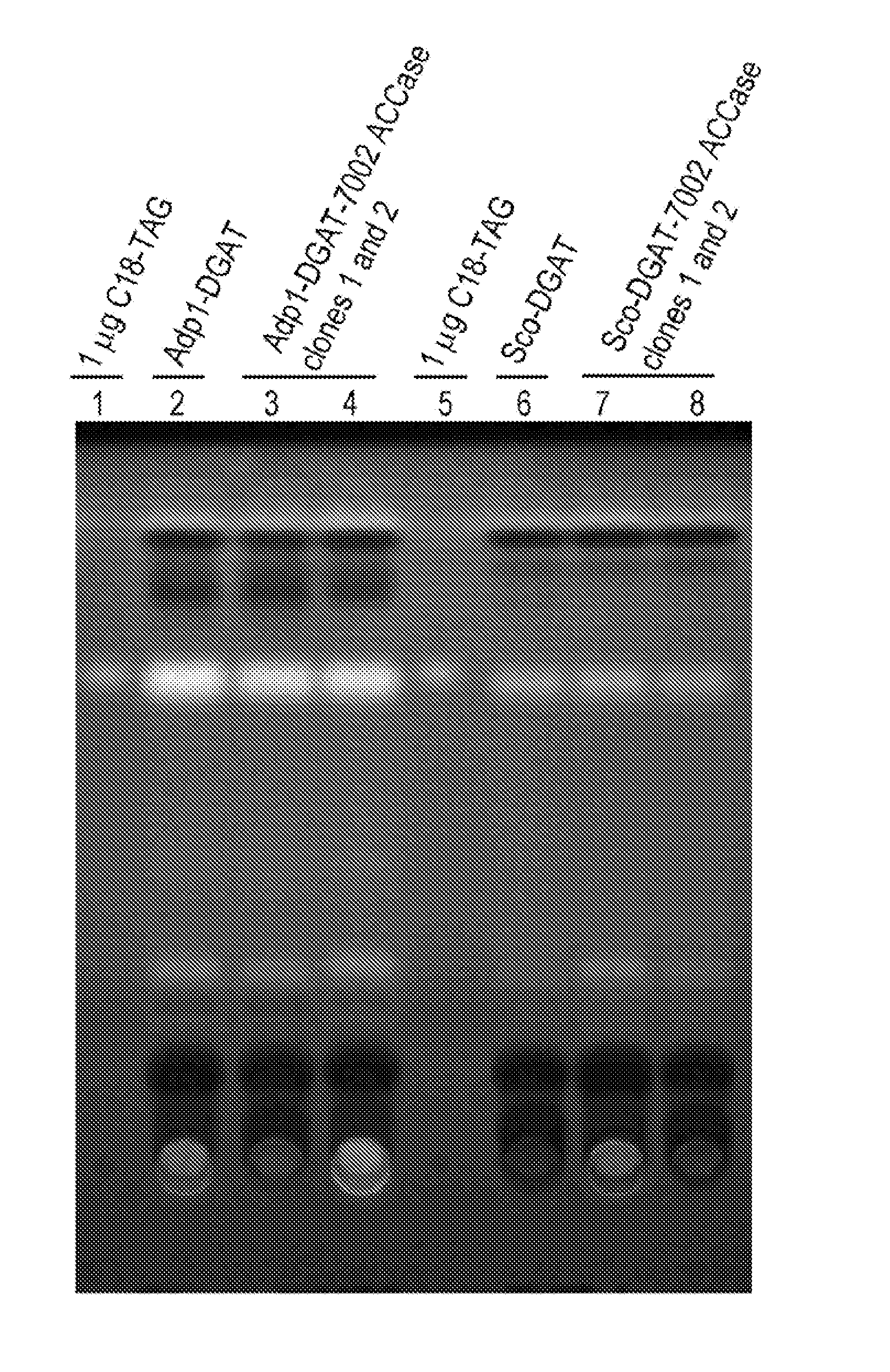 Modified photosynthetic microorganisms for producing triglycerides