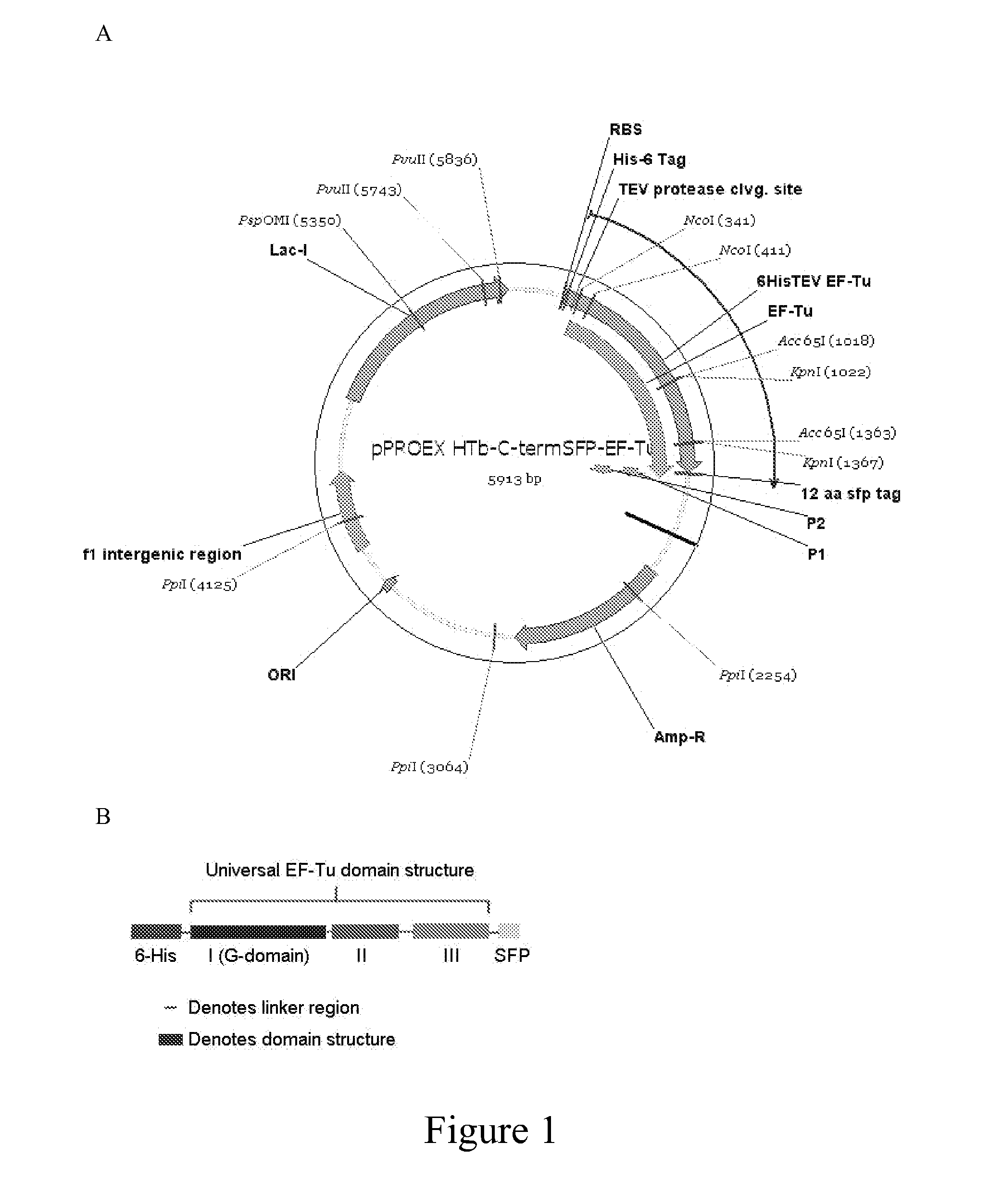 Signal amplification methods for the imaging of protein synthesis and neurotransmitter transport