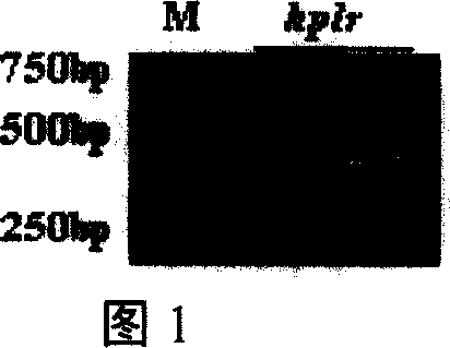 Paddy hpfr gene expression, product and application thereof