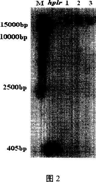 Paddy hpfr gene expression, product and application thereof